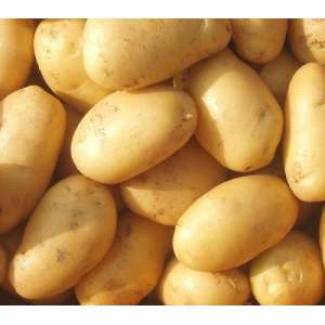 Миневра - картофель ранний (Украина) фото, цена